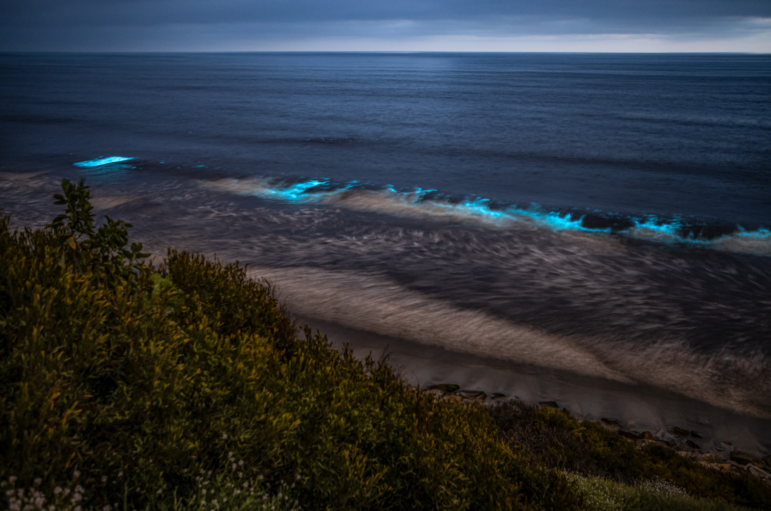 Your Guide to Bioluminescence Florida Calendar 2021 Wildlife Watersports